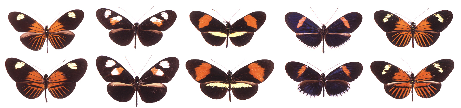 Heliconius erato butterflies (above) and H. melpomene butterflies (below)