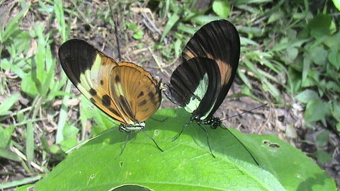 melpomene numata hybridization