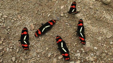 heliconius telesiphe neild 