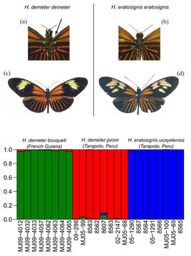 Heliconius demeter vs. eratosignis