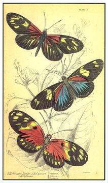 helicprint.jpg