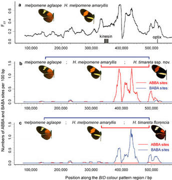 from Heliconius Nature 2012 Fig. 4
