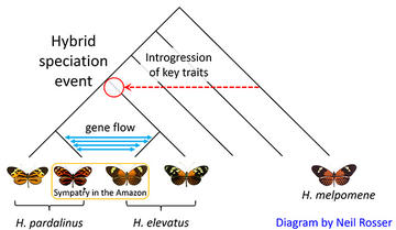 hybrid  speciation