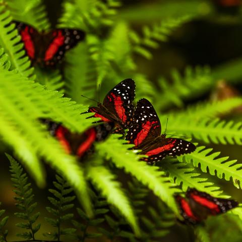 Heliconius butterflies in the Amazon