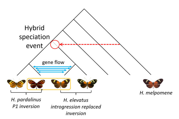 an illustration demonstrating Evolutionary relationships and main introgression events in butterflies