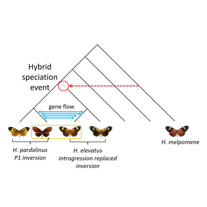 an illustration demonstrating Evolutionary relationships and a hybrid speciation event in Heliconius butterflies