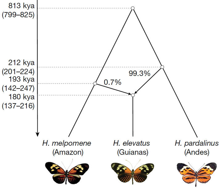 hybrid speciation - elevatus